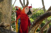 Full-Day Tour Isla Baru - National Aviary of Colombia and Playa Blanca