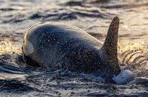 Tromso Skjervoy Whale Watching on RIB Boat