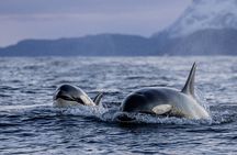 Tromsø: Skjervøy RIB Whale Watching Tour with Drinks & Snack