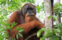 3-DAYS Jungle Trekking ( SEE ORANG UTAN) & Rafting l Bukit Lawang