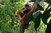 3-DAYS Jungle Trekking ( SEE ORANG UTAN) & Rafting l Bukit Lawang