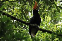 3-DAYS Jungle Trekking ( SEE ORANG UTAN) & Rafting l Bukit Lawang