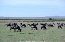  8 Days: Tsavo East National Park Amboseli, Nakuru, Maasai Mara Park