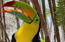 Full-Day Tour Baru - National Aviary and Playa Blanca + Bioluminescent Plankton