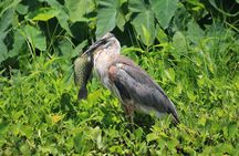Wekiva Wildlife Kayaking Adventure Tour