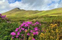 Private Day Tour from Galway to the Burren & The Cliffs of Moher 