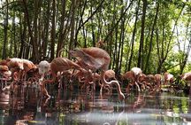 Full-Day Tour Baru - National Aviary and Playa Blanca + Bioluminescent Plankton