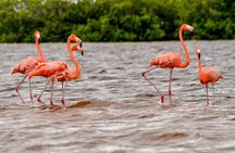 Nature tour by boat in the Natural Reserve in Río Lagartos