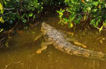 Nature tour by boat in the Natural Reserve in Río Lagartos