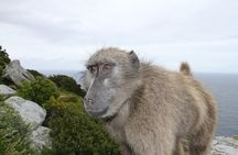  Cape Point and Cape of Good Hope day tour Up to 10 persons