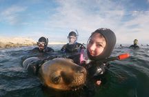Snorkeling with Sea Lions and Wildlife Adventure