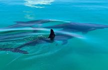 Dolphin & Snorkel