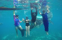 Whale Shark Encounter and Sumilon Sandbar with Kawasan Falls