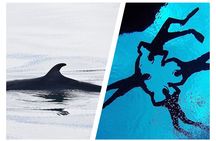 Top-Rated Snorkeling in Silfra & Whale Watching | Self-Drive from Reykjavik