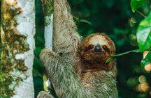 Sloth Tour in La Fortuna - Arenal . NATURAL HABITAT