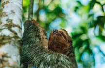 Sloth Tour in La Fortuna - Arenal . NATURAL HABITAT