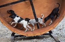 Musher's Camp and Gold Panning Adventure