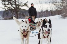 Ultimate Dog Sledding Tour