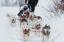 Ultimate Dog Sledding Tour