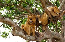 5-Day Private Guided Gorillas and Wildlife Safari Tour