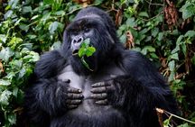 5-Day Private Guided Gorillas and Wildlife Safari Tour