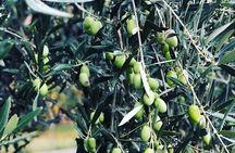 Maipú Wine and Olive Oil Tour