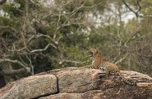 From Ella - Day Excursion to Yala National Park