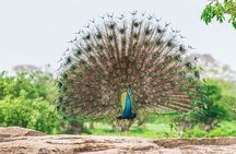 From Ella - Day Excursion to Yala National Park