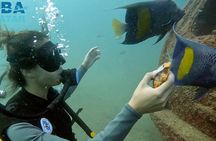 Try Scuba dive in Qatar