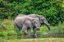 5-Day Private Guided Gorillas and Wildlife Safari Tour