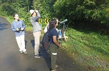 3 Hours Uvita Bird Watching Oro Verde