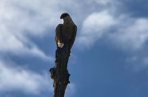 3 Hours Uvita Bird Watching Oro Verde