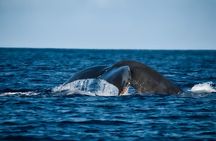 Whale Watching Tour - Big Island, Hawaii 