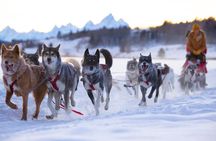 Jackson Hole Full-Day Dog Sledding and Snowmobiling Combo Trip 
