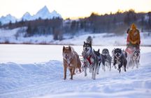 Jackson Hole Dog Sledding Adventure