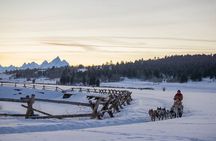 Jackson Hole Dog Sledding Adventure