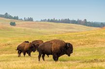 Guided Yellowstone Wildlife Tour