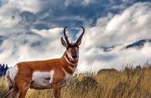 Guided Yellowstone Wildlife Tour