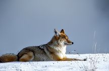 Guided Yellowstone Wildlife Tour