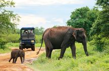 Udawalawe National Park Safari With Transfers From Colombo