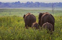 Day Excursions To Udawalawe National Park From Negombo