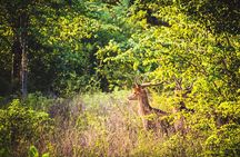 Day Excursion at Udawalawe National Park From Galle