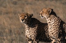 4 Days Tanzania Budget Safari
