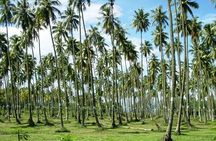Tahiti: Full Day Tour of the Island