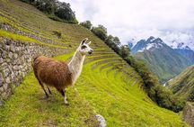 Luxurious Tour To Machu Picchu By Belmond Hiram Bingham Train (01 Day)