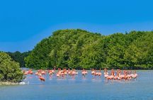 Celestun mangrove boat tour from Mérida