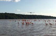 Celestun mangrove boat tour from Mérida