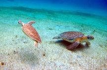Full day Luxury Catamaran Turtle Snorkel and Beach Getaway