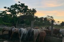 Horseback Riding with Pickup from Punta Cana
