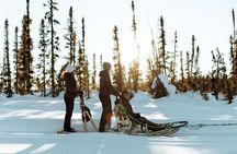 Winter Dog Sled Tour: Day or Night.
